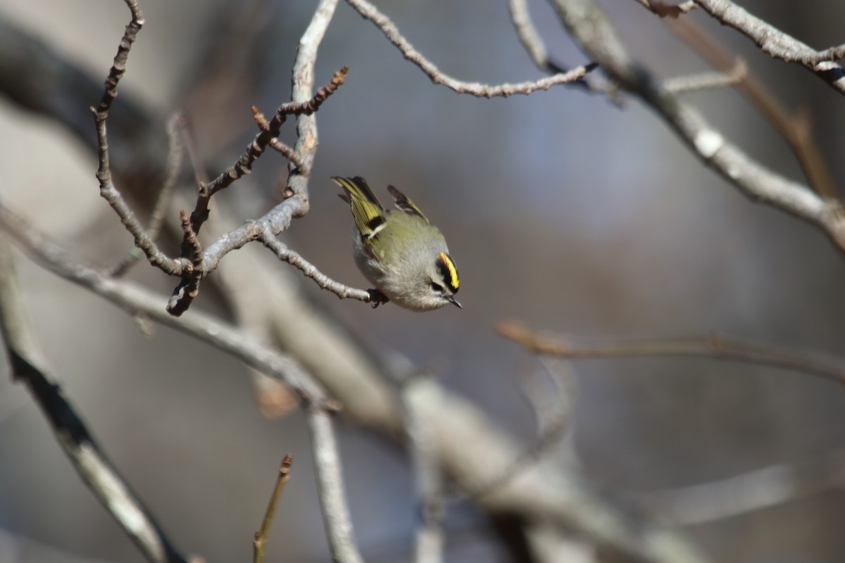 Golden-crowned Kinglet - PJ Pulliam