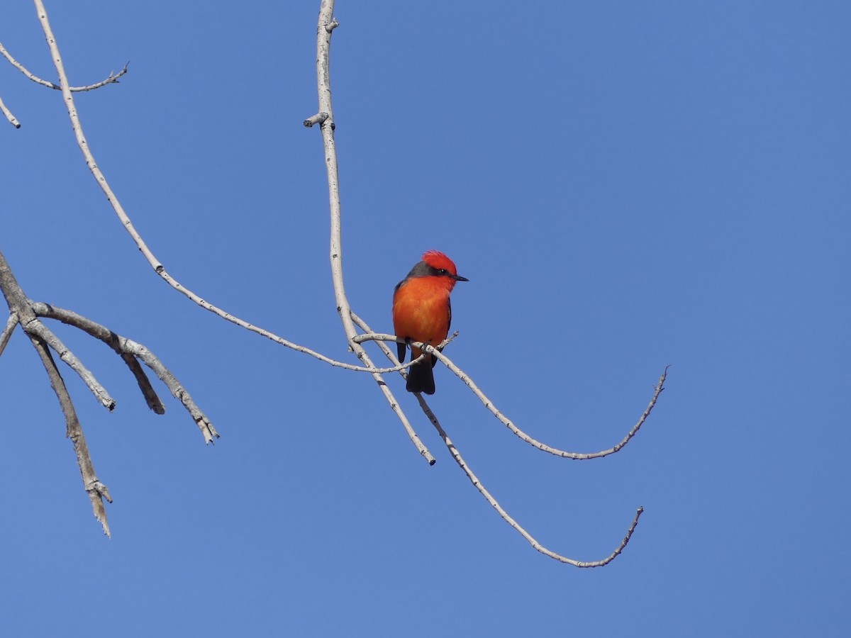 Vermilion Flycatcher - ML513826891