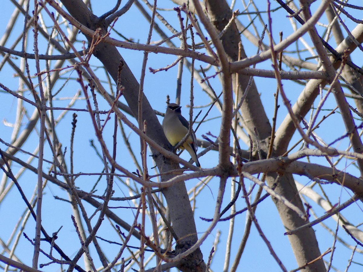 Cedar Waxwing - ML513826941