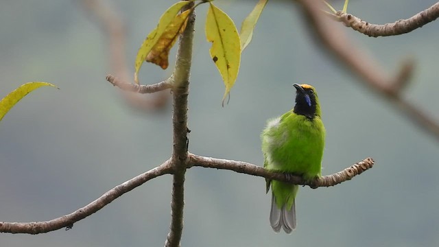 Golden-fronted Leafbird - ML513827001