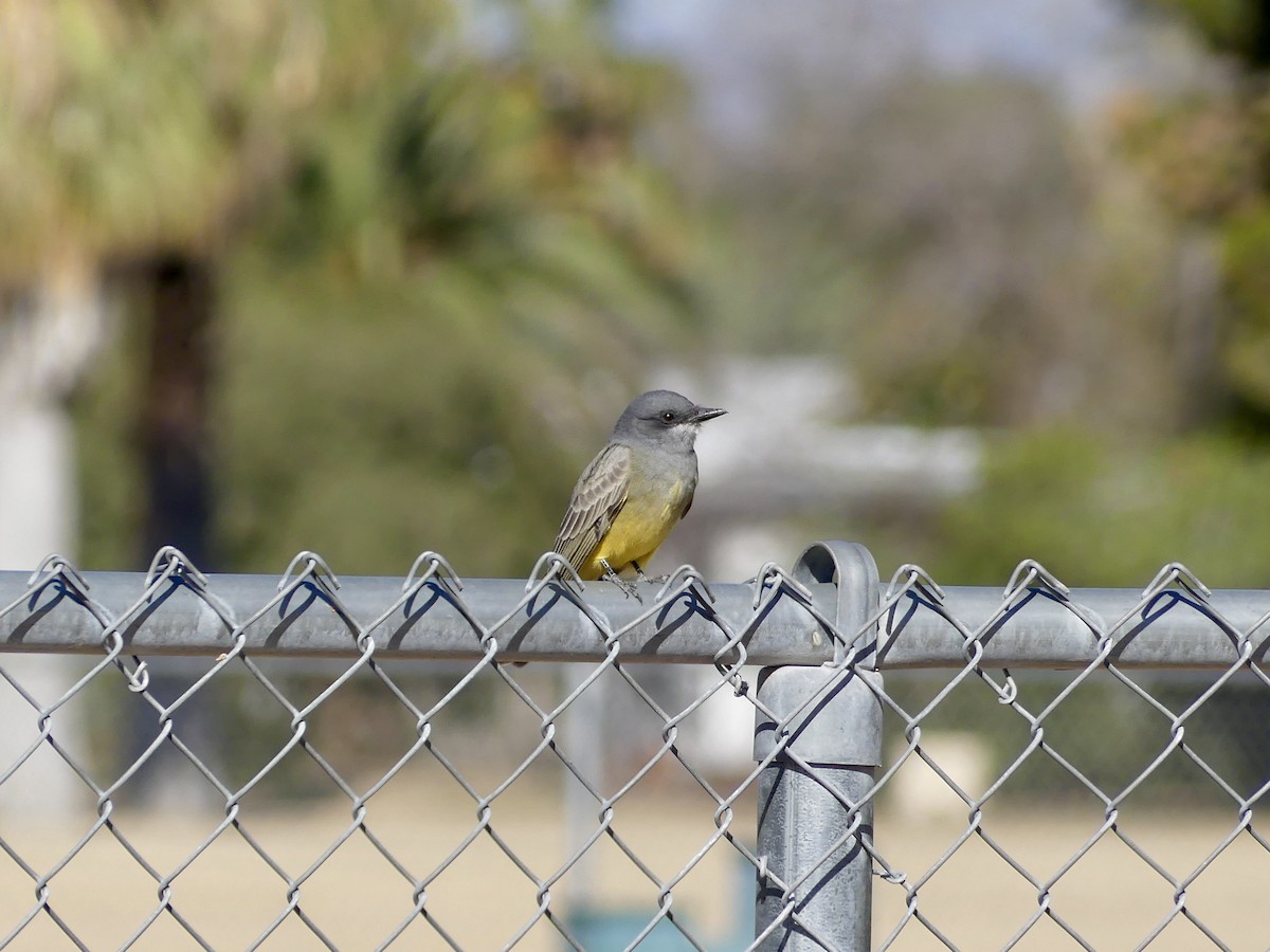 Cassin's Kingbird - ML513827011