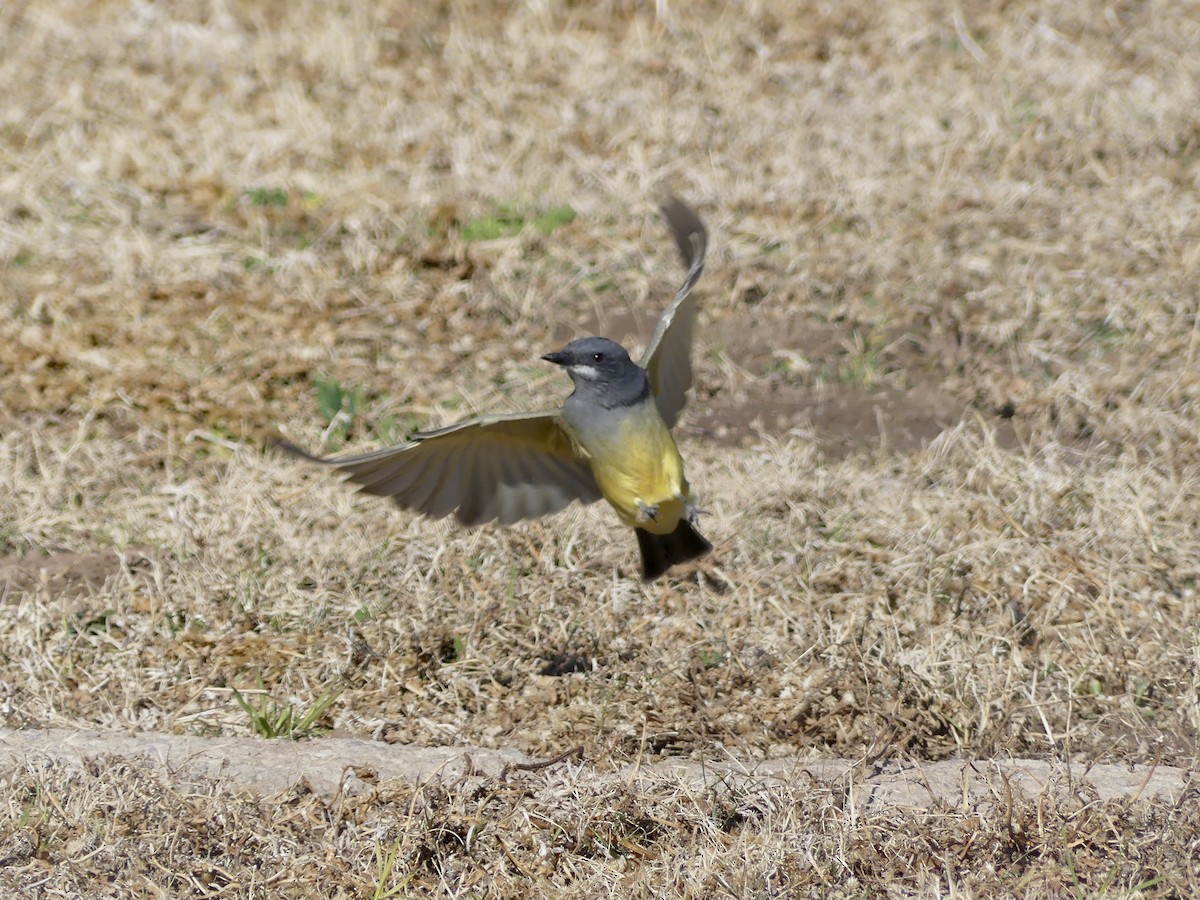 Cassin's Kingbird - ML513827021
