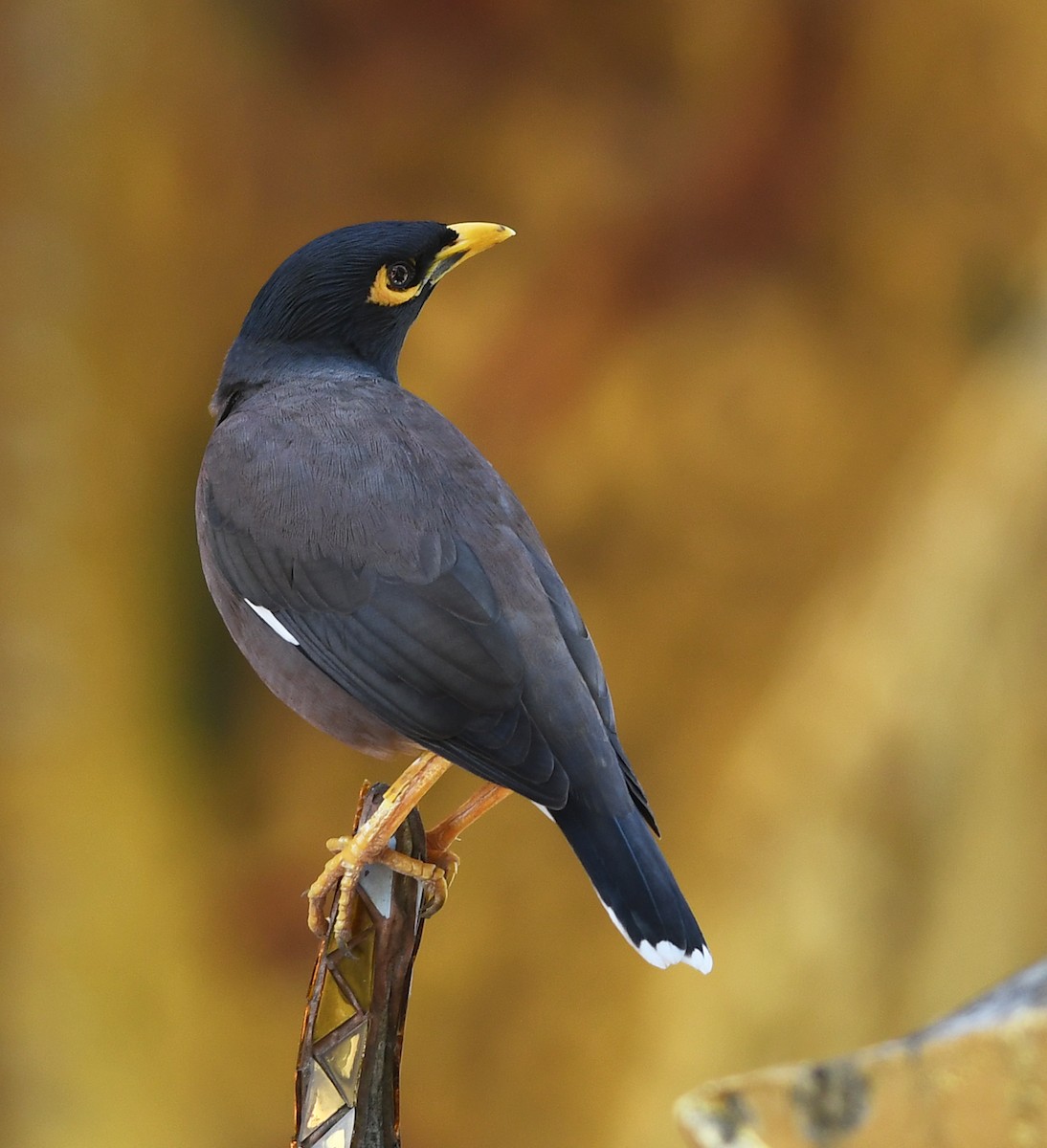 Common Myna - ML513829071