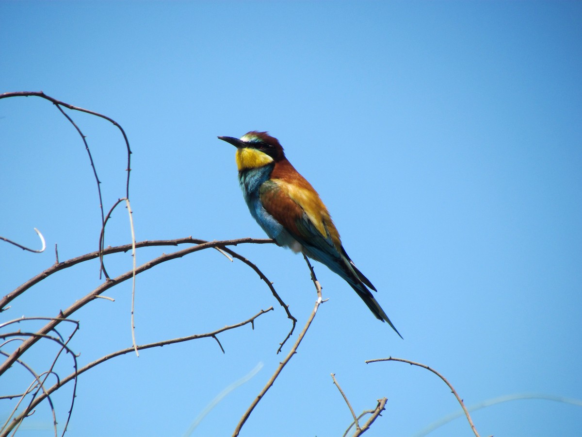 European Bee-eater - ML513830301
