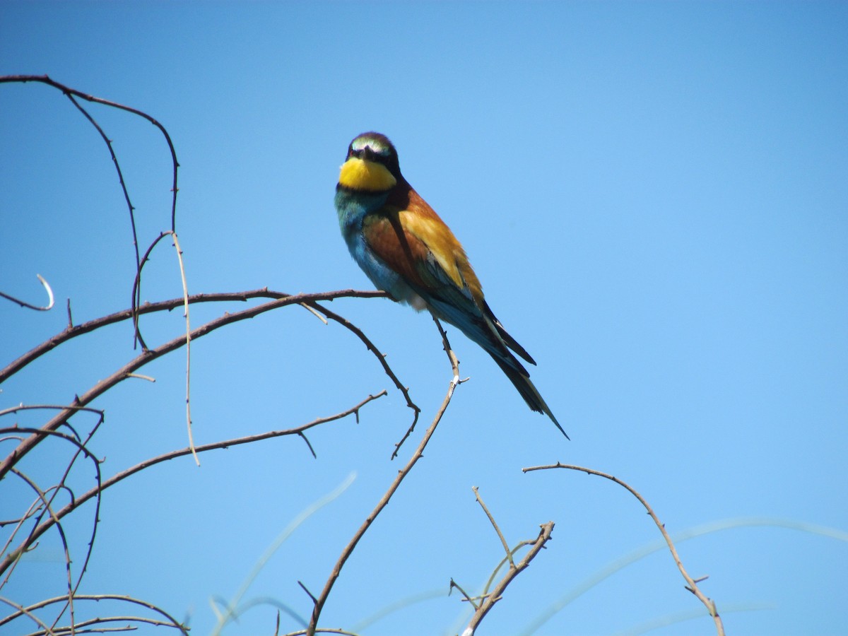 European Bee-eater - ML513830311