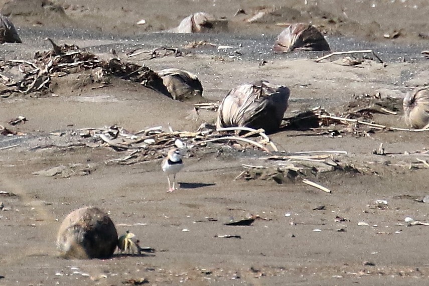 Collared Plover - ML513830791