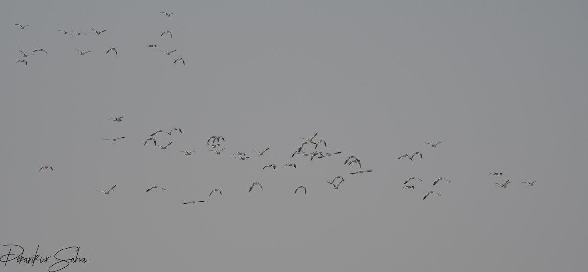 Gray-headed Lapwing - ML513831201