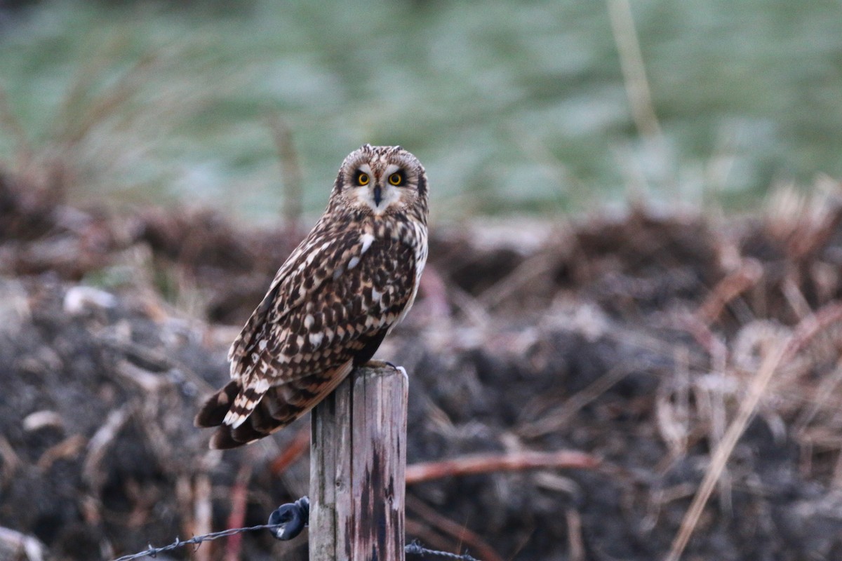 Short-eared Owl - Bastiaan Notebaert