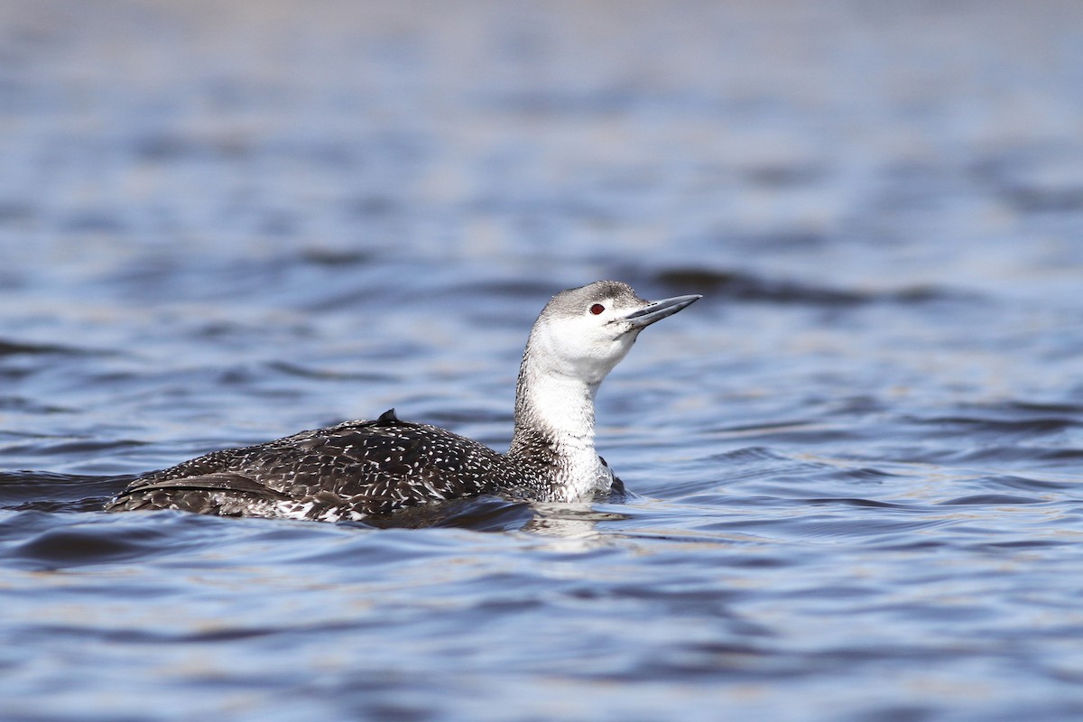 Red-throated Loon - ML51383281