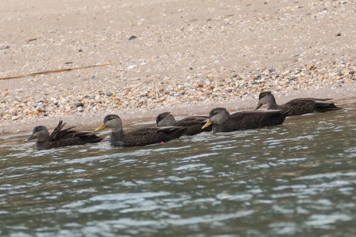 American Black Duck - ML513832831