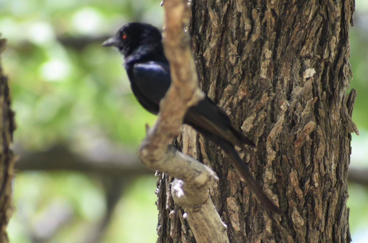 Fork-tailed Drongo - ML513833511