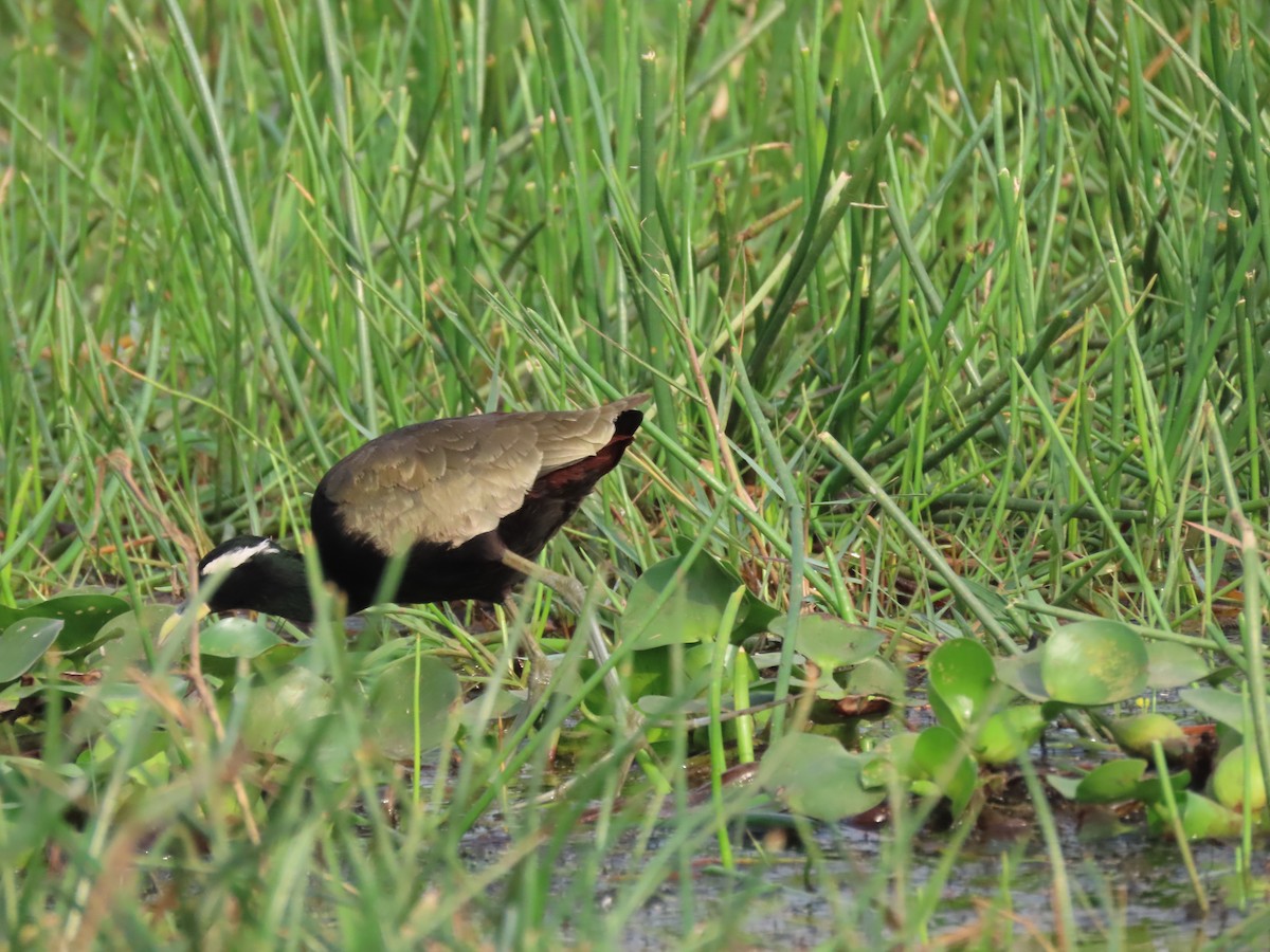 Bronze-winged Jacana - Sreekumar Chirukandoth