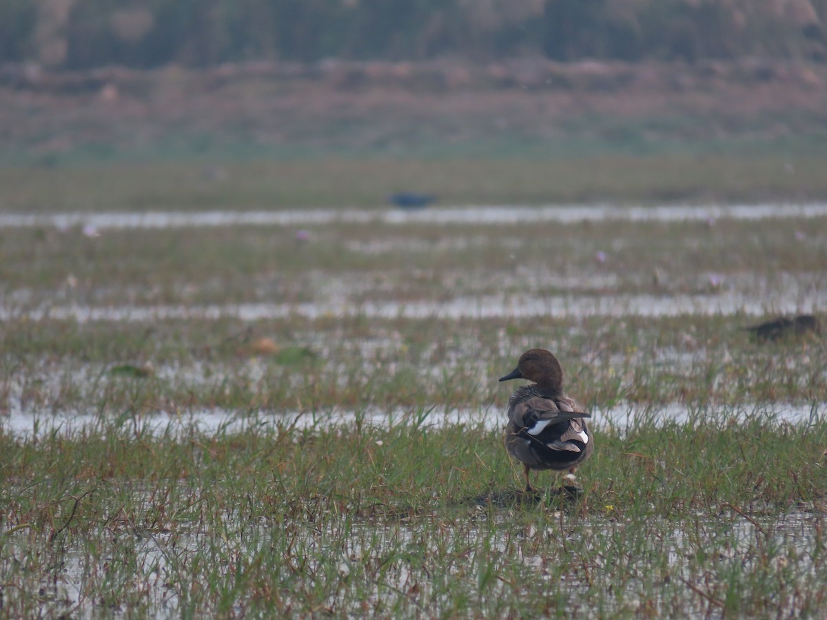 Gadwall - Sreekumar Chirukandoth