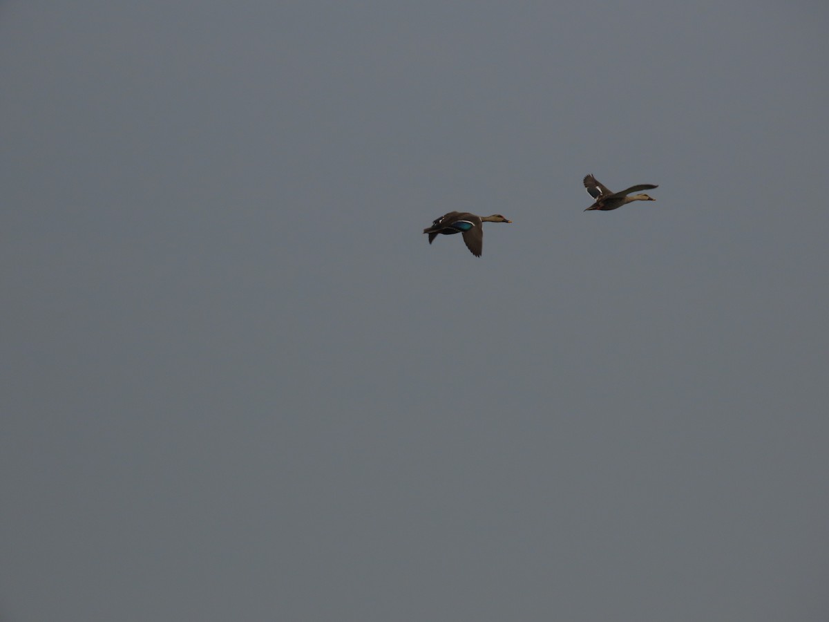 Indian Spot-billed Duck - ML513835001