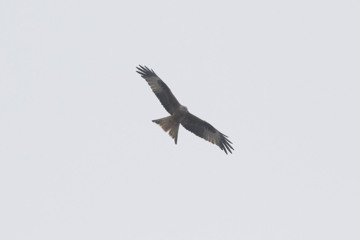 Red Kite - ML513836481