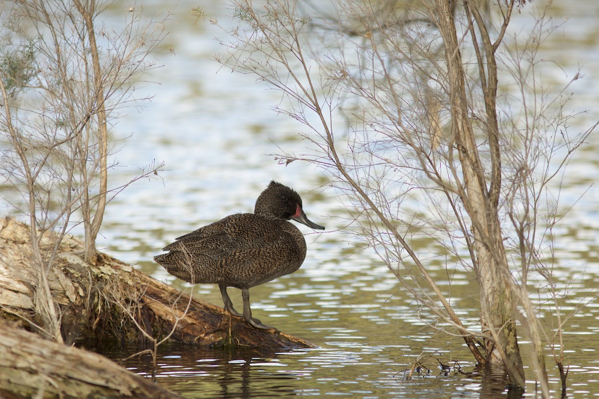 Freckled Duck - Morten Lisse