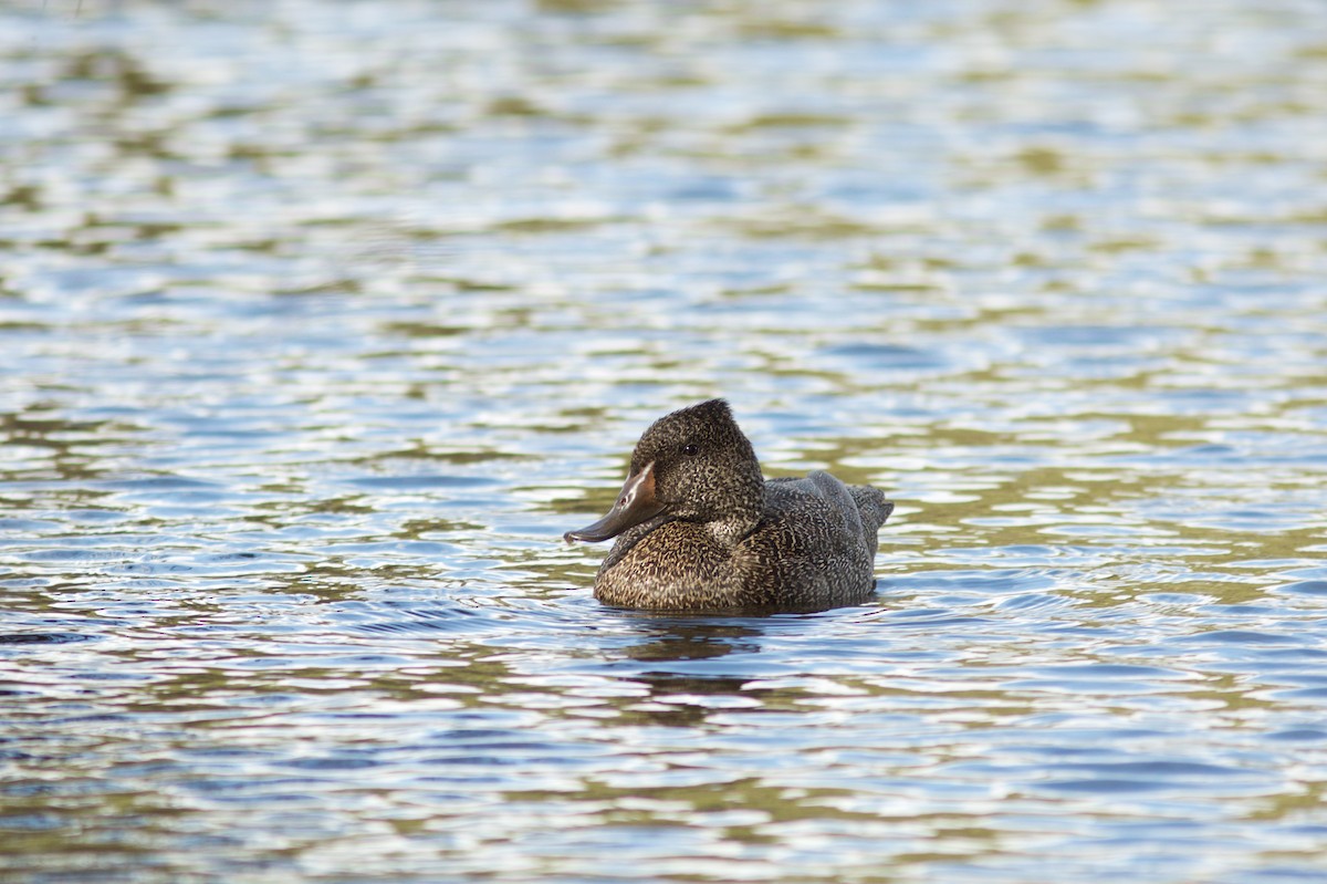 Freckled Duck - Morten Lisse