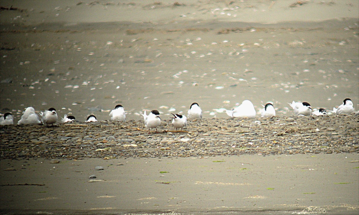 White-fronted Tern - ML513841841