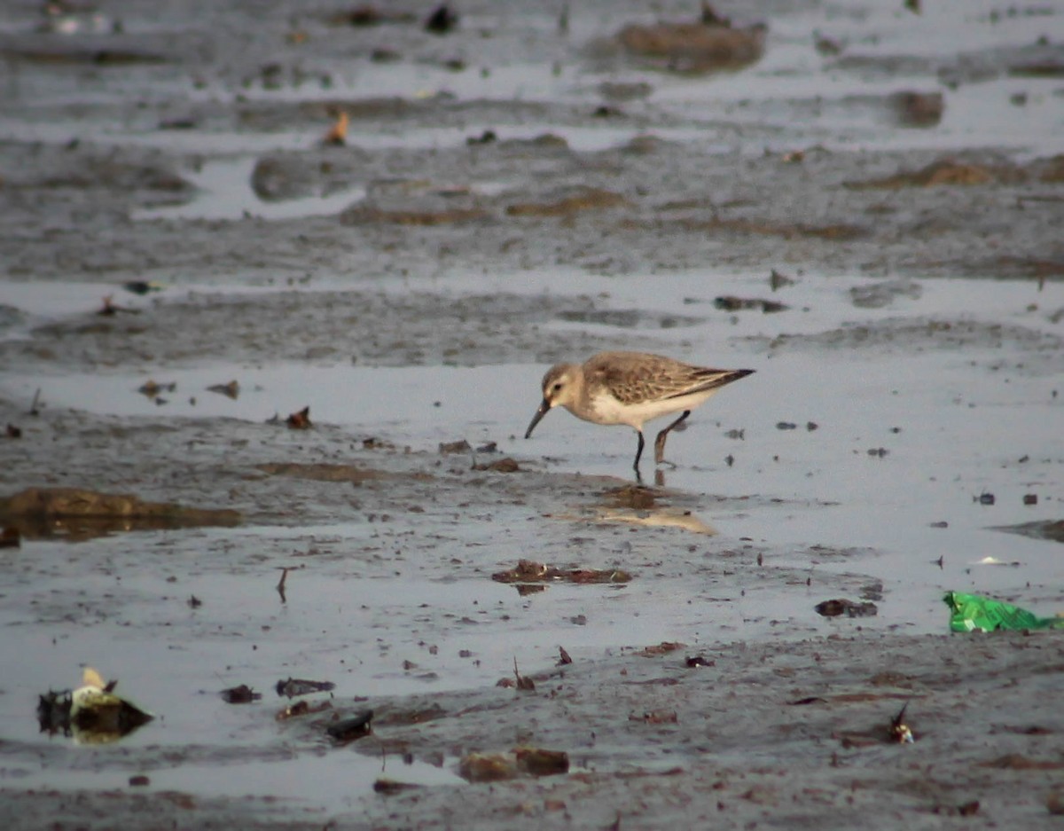 Dunlin - Santonab Chakraborty