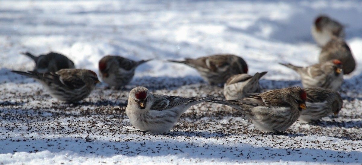 Hoary Redpoll - ML51384361