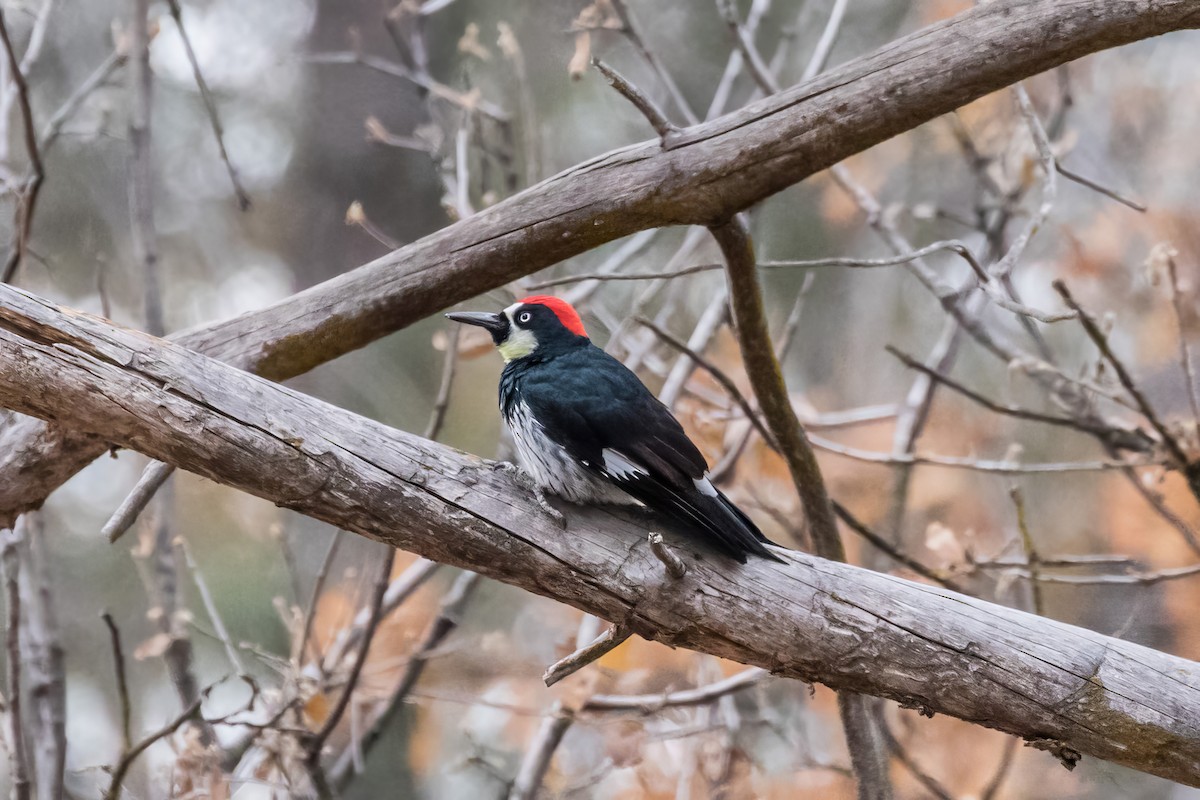 Acorn Woodpecker - Jodi Boe