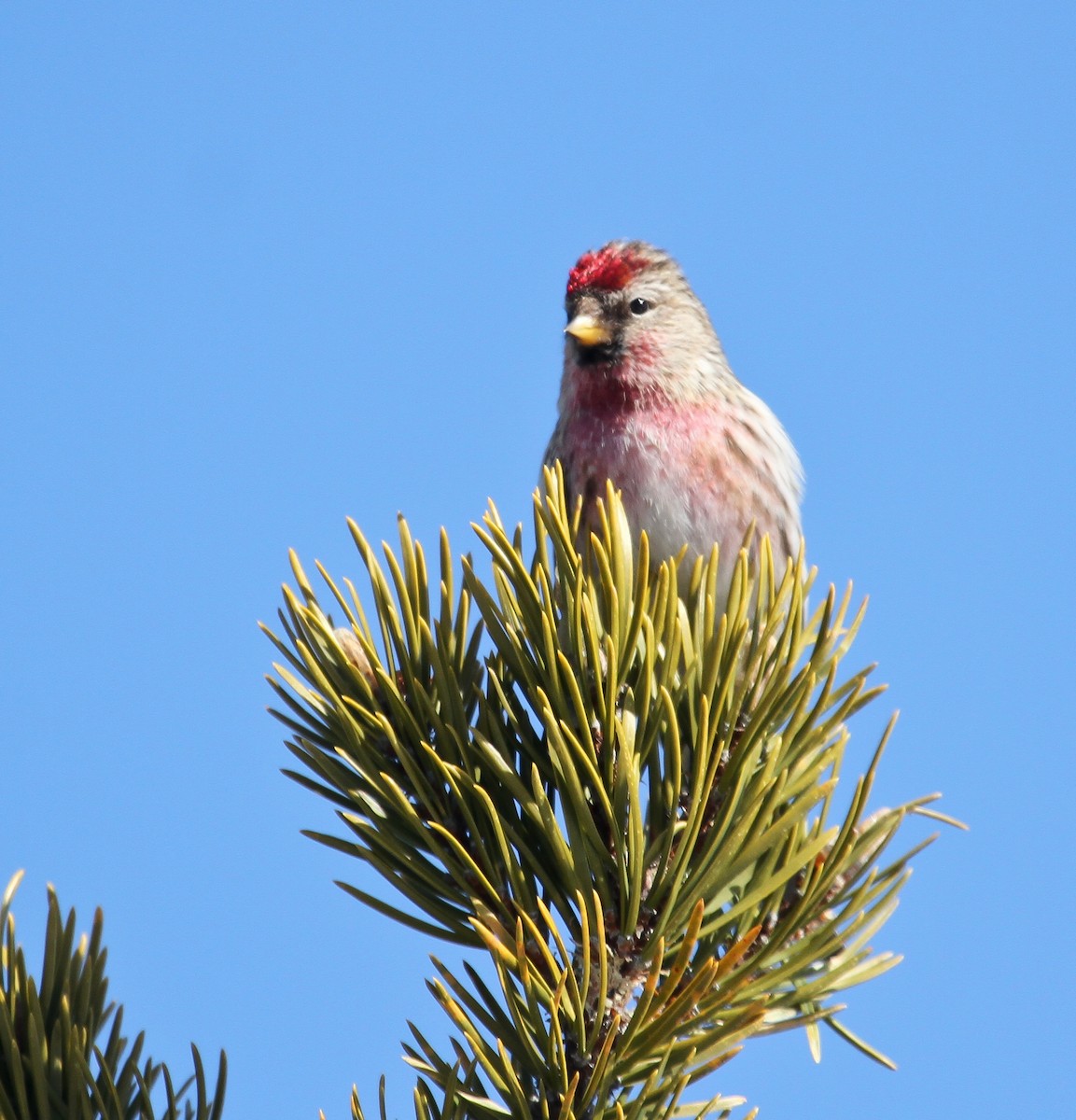 Common Redpoll - ML51384621