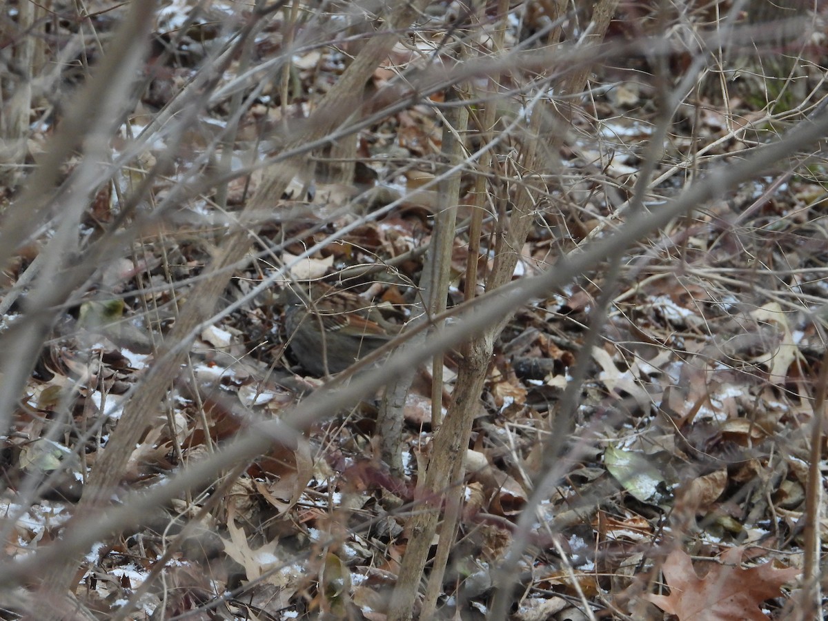 White-throated Sparrow - ML513846651