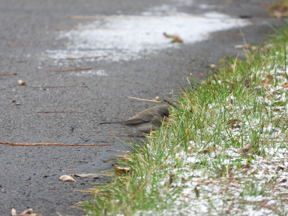 Junco ardoisé - ML513847231