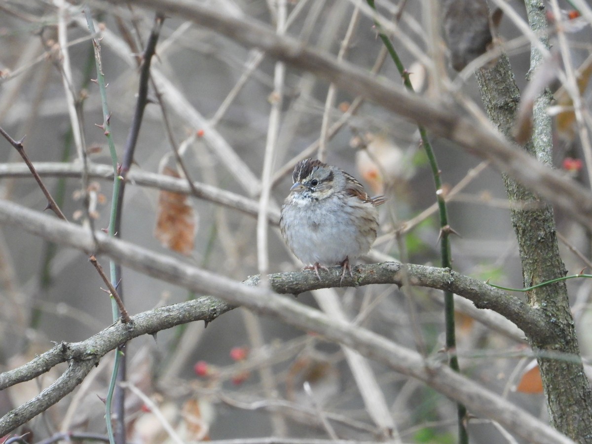 Swamp Sparrow - ML513847311