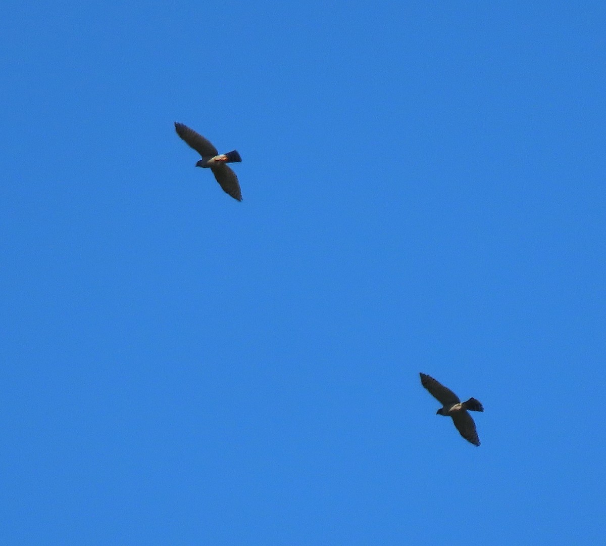 Double-toothed Kite - ML513847341