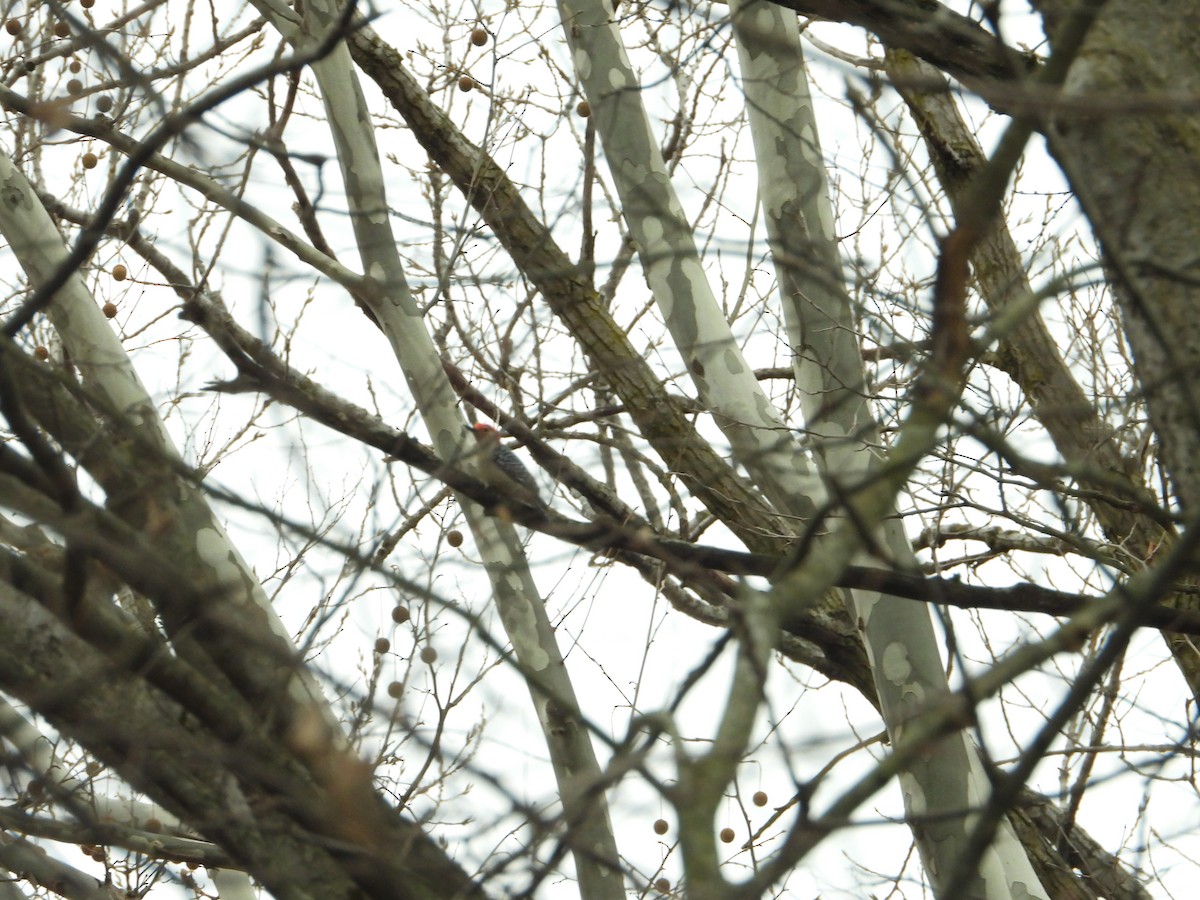 Red-bellied Woodpecker - ML513847551