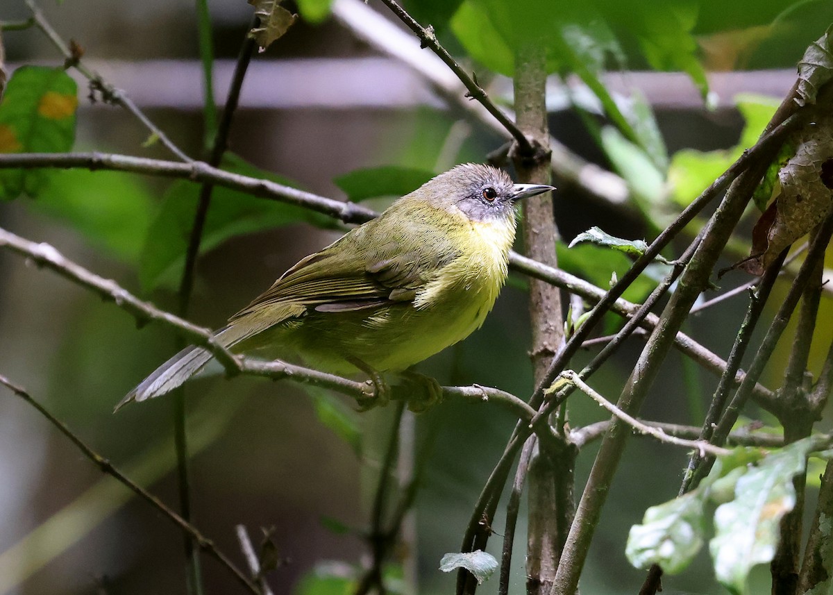 Wedge-tailed Jery - ML513850011