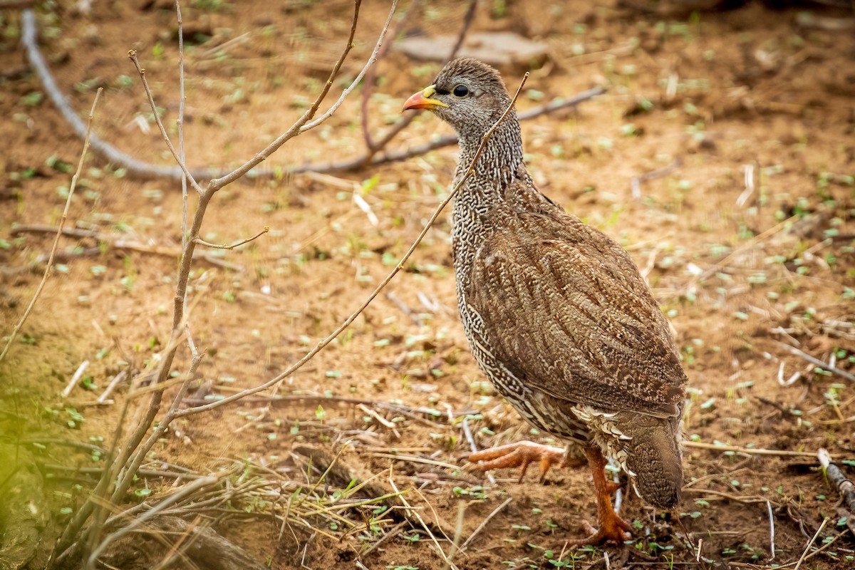 Francolin du Natal - ML513850121