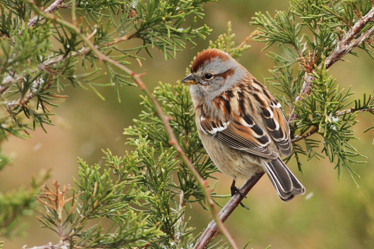 American Tree Sparrow - ML51385021