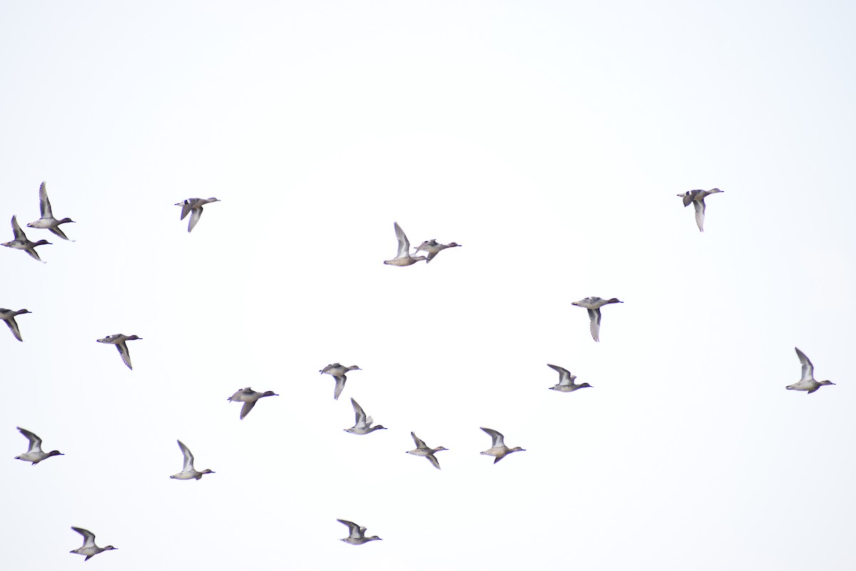 コガモ - ML513850511