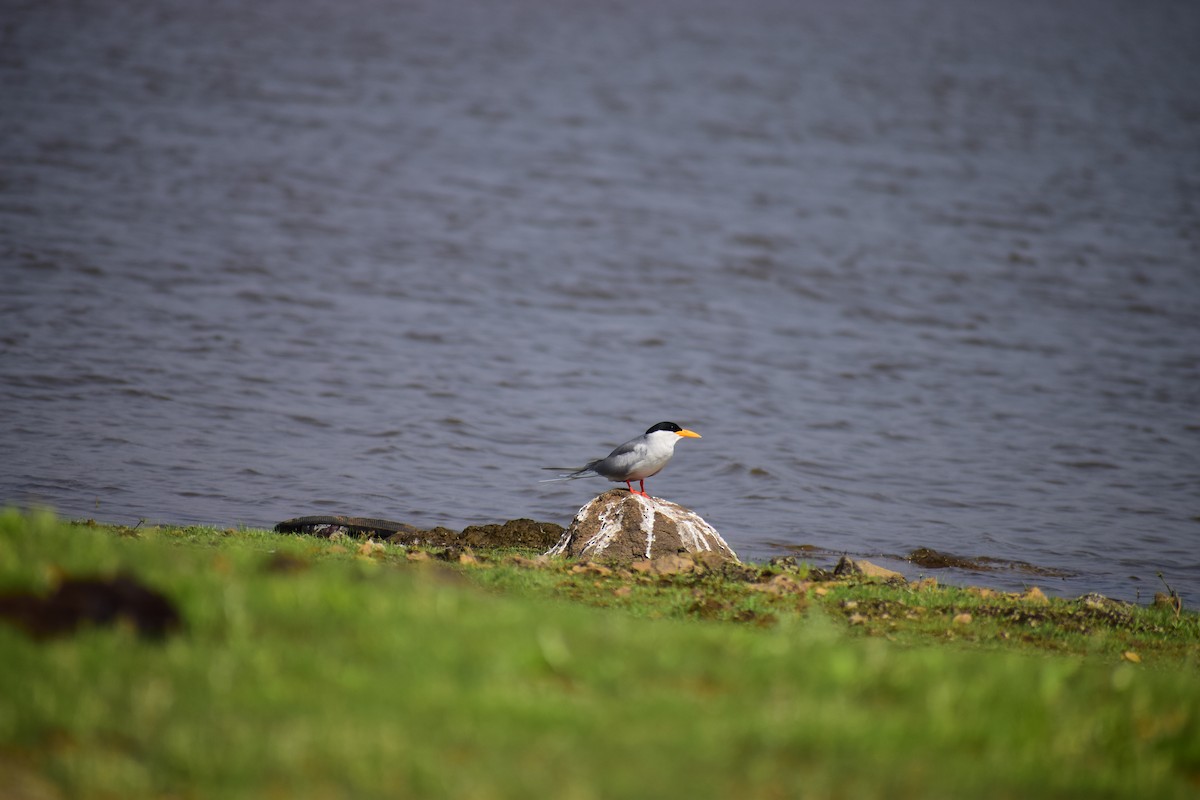 River Tern - Saptarshi Chatterjee