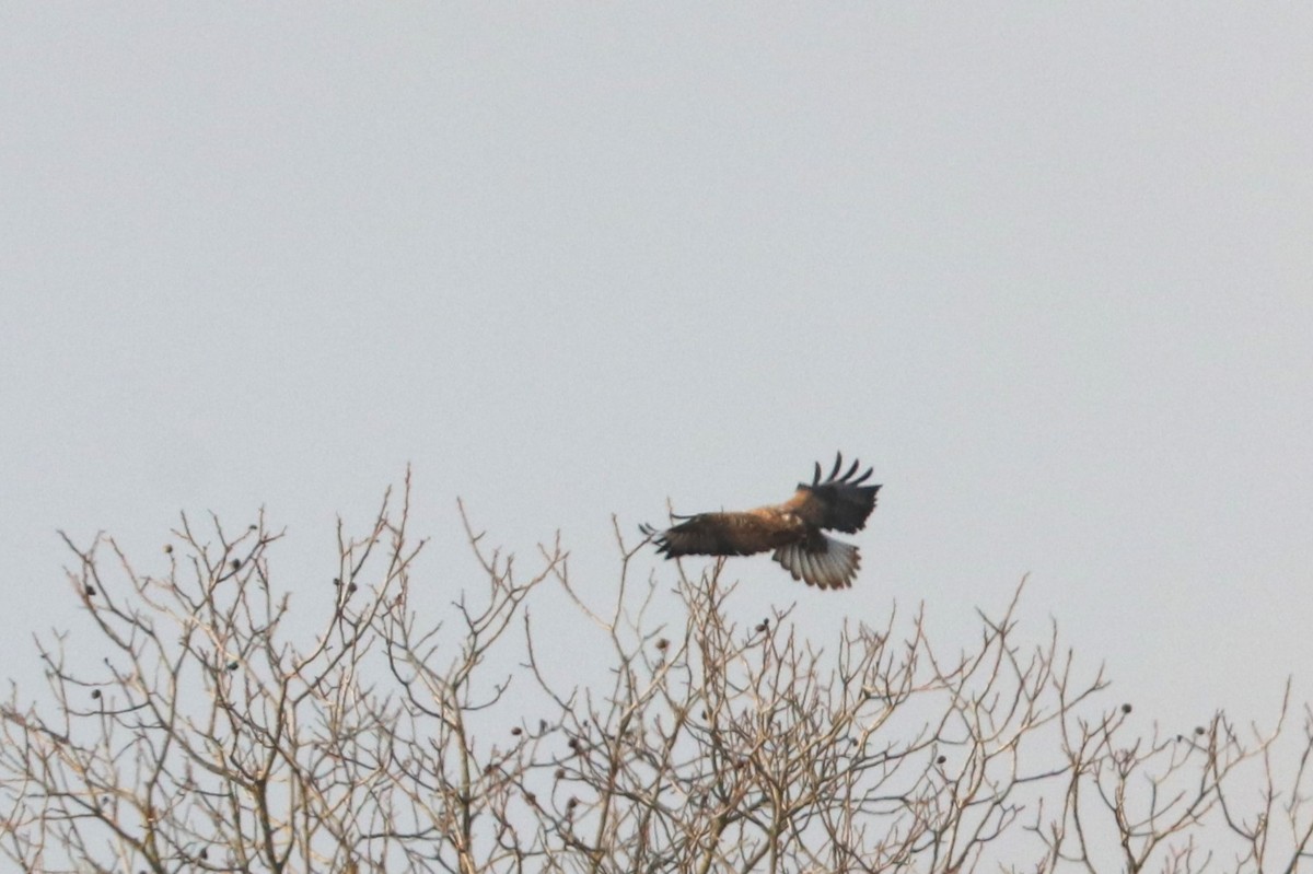 Rough-legged Hawk - ML513851181