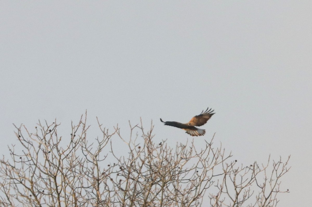 Rough-legged Hawk - ML513851191