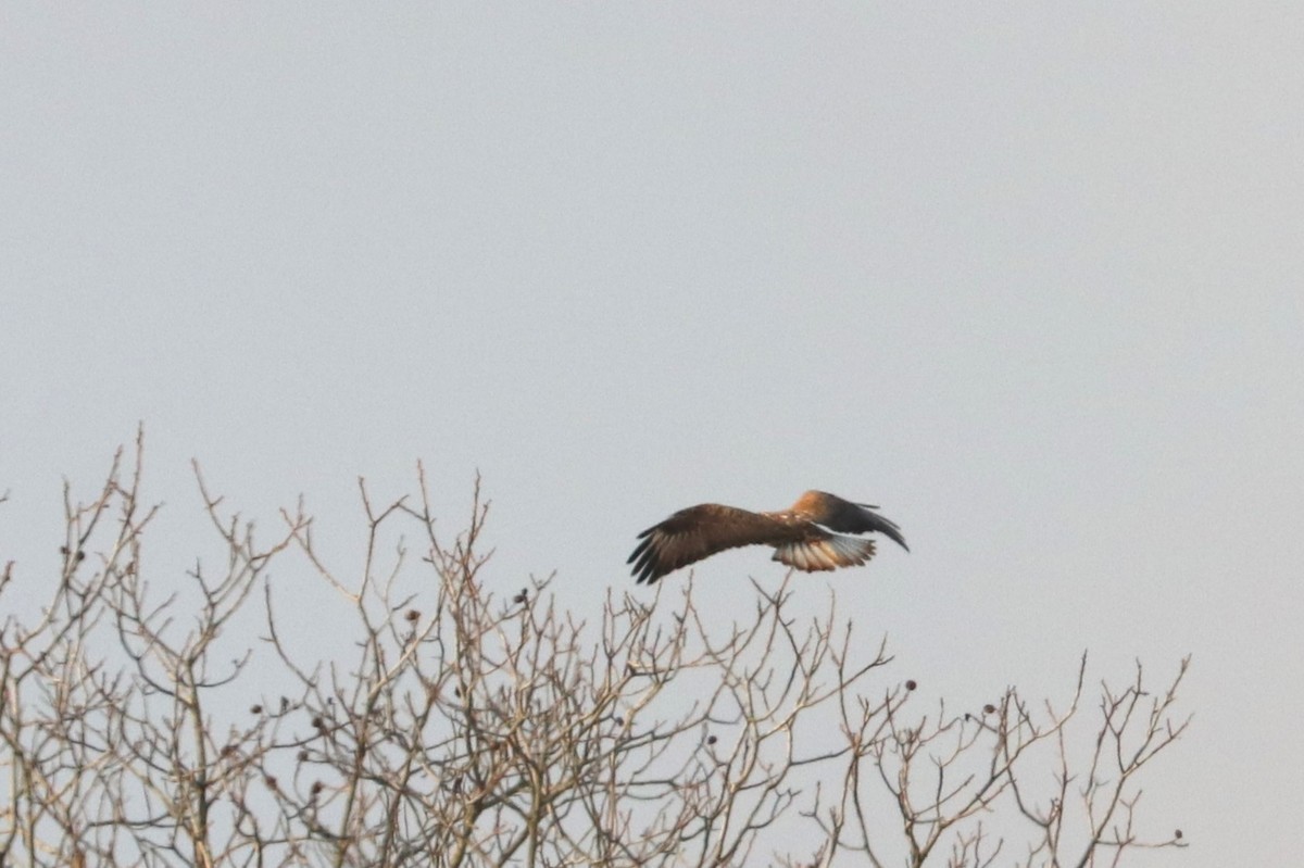 Rough-legged Hawk - ML513851221