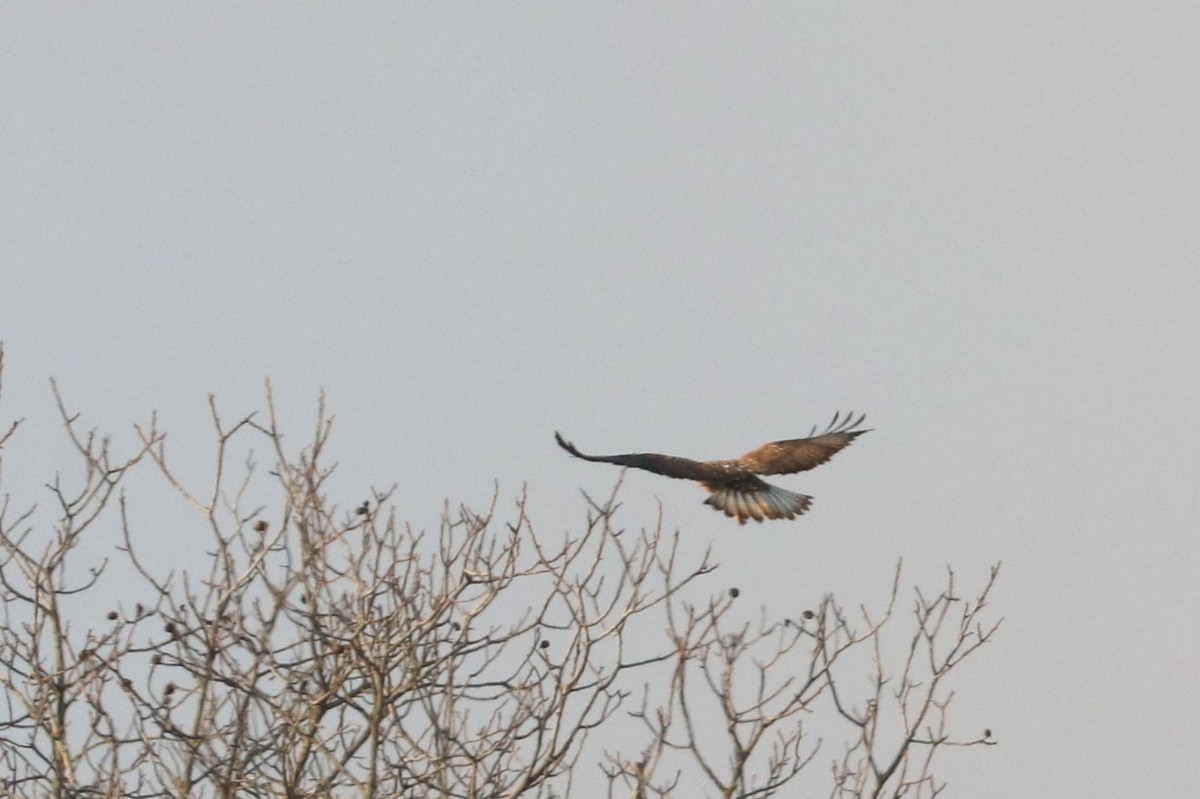 Rough-legged Hawk - ML513851251