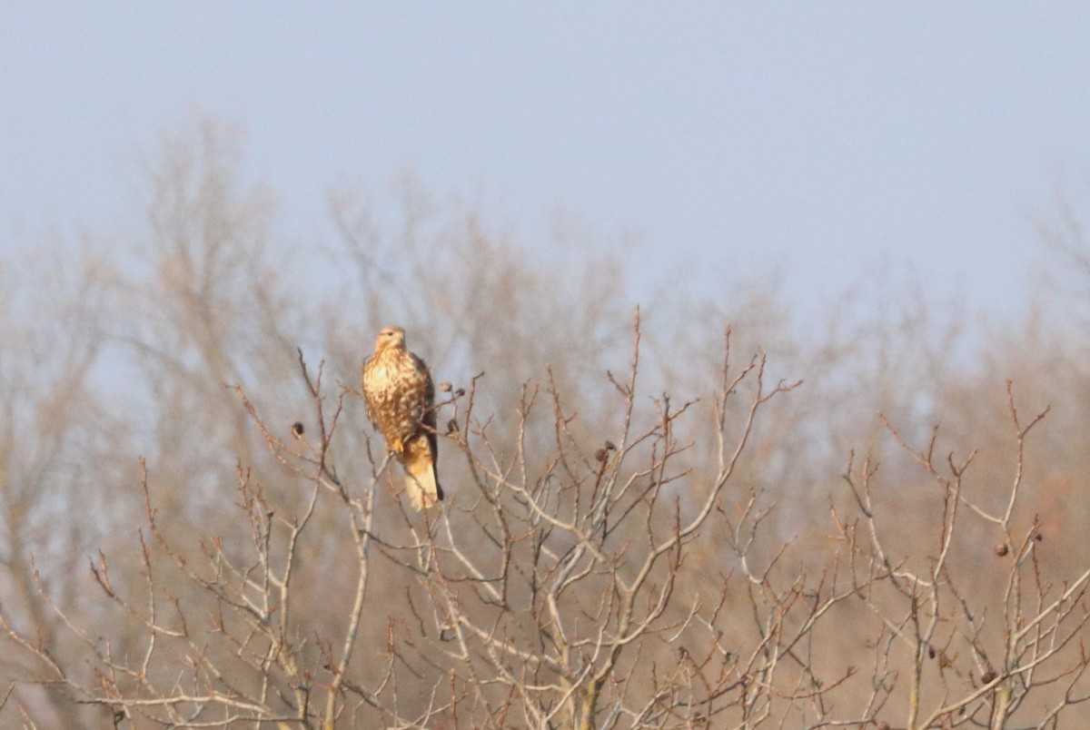 Rough-legged Hawk - ML513851351