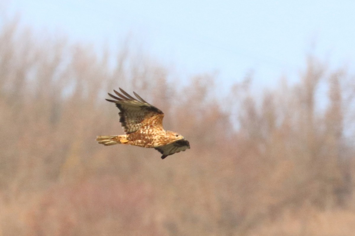 Rough-legged Hawk - ML513851421