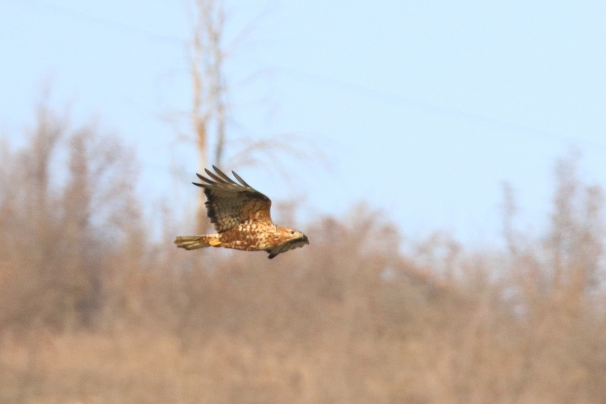 Rough-legged Hawk - ML513851471