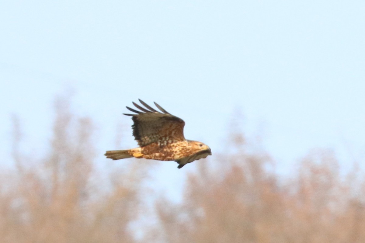 Rough-legged Hawk - ML513851481