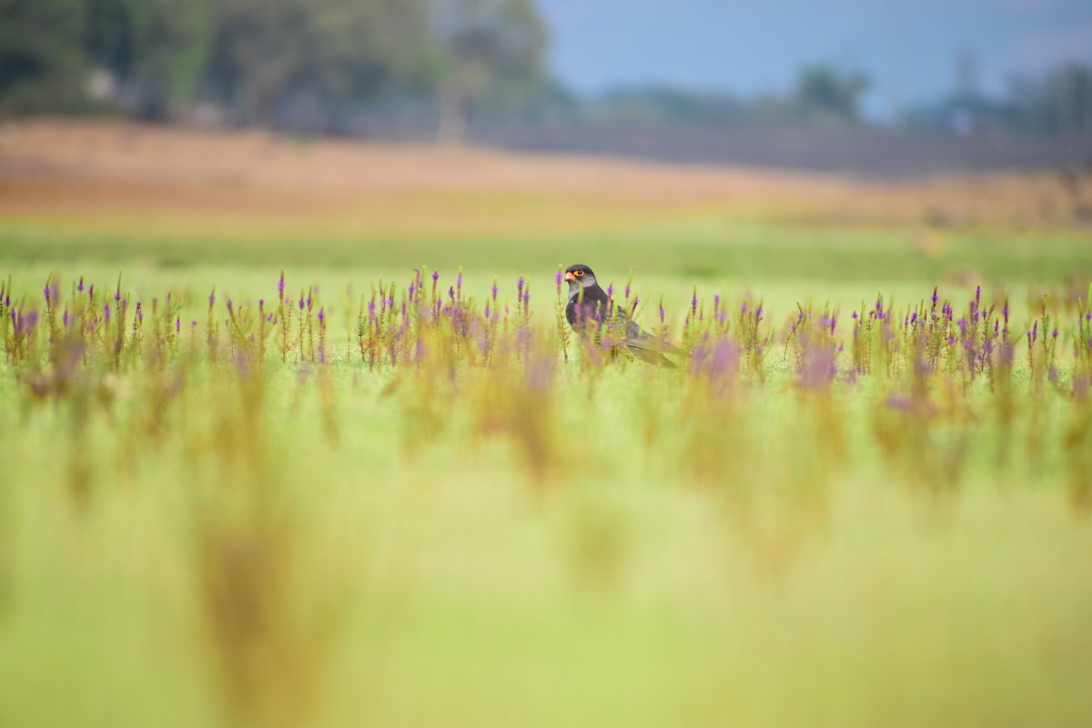 アカアシチョウゲンボウ - ML513851521