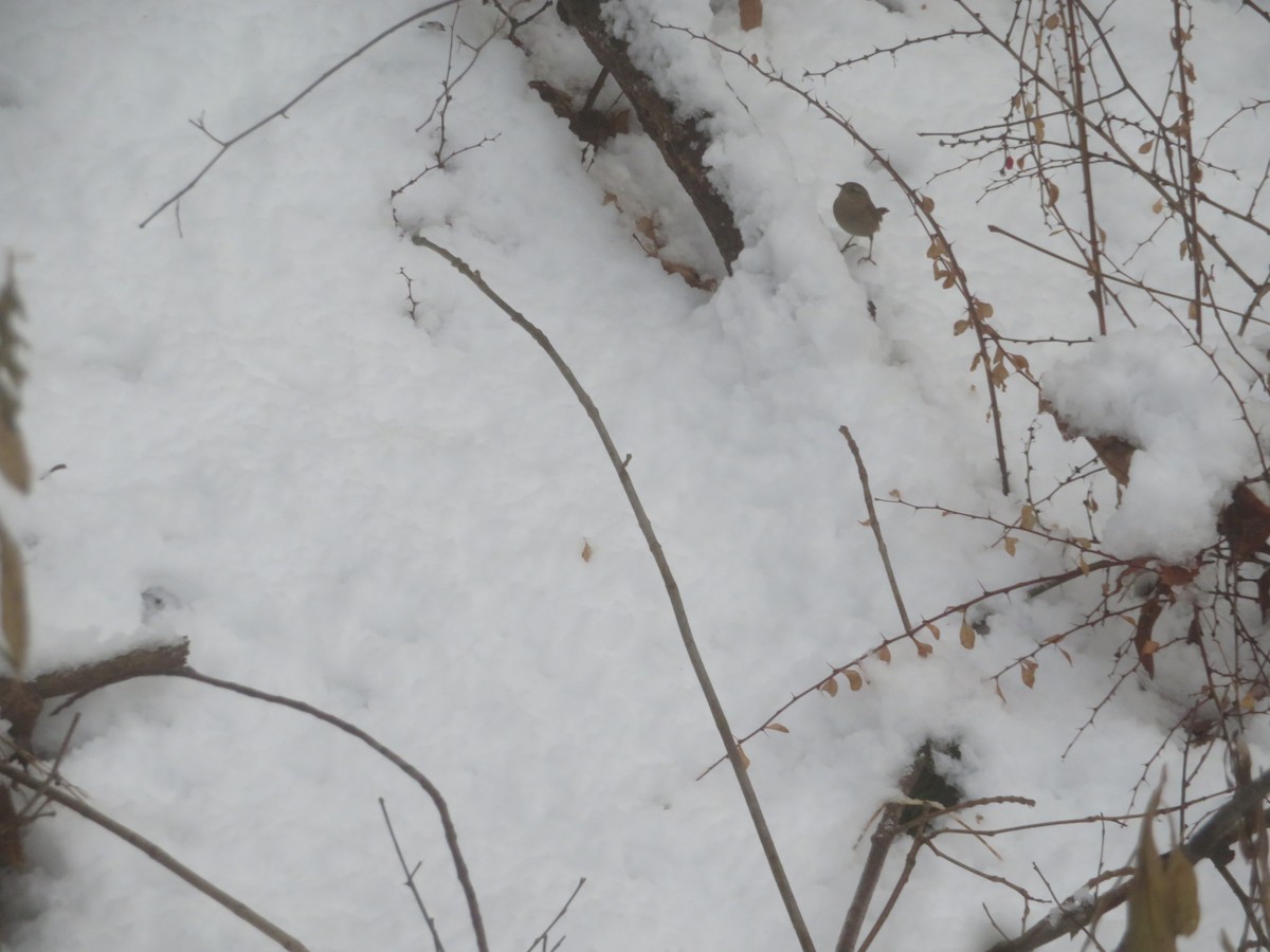 Winter Wren - ML513851671