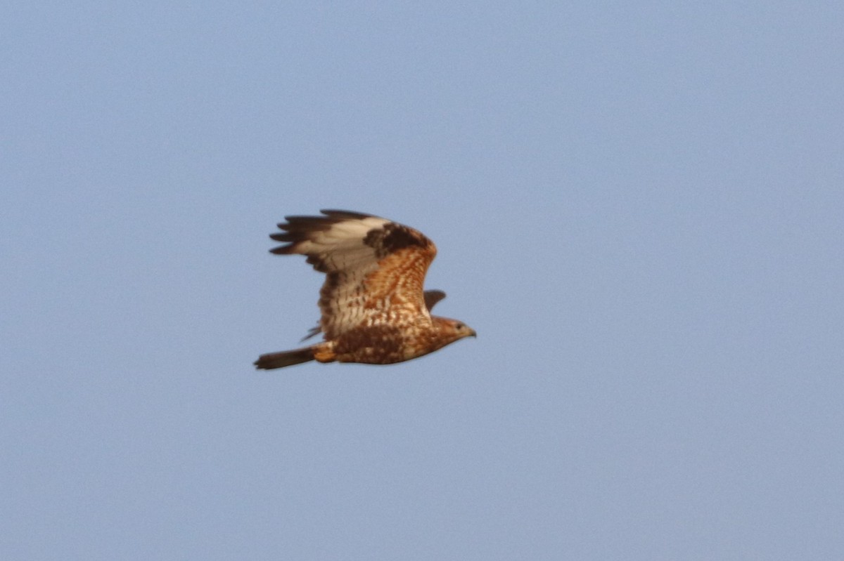 Rough-legged Hawk - ML513851731