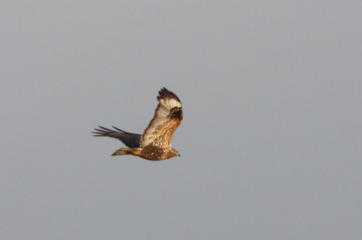 Rough-legged Hawk - ML513851741