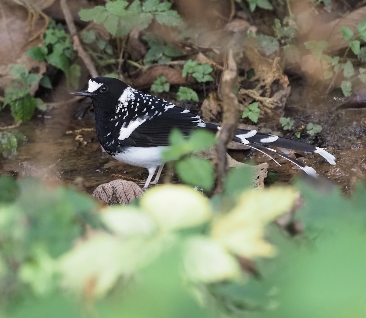 Spotted Forktail - ML513851751