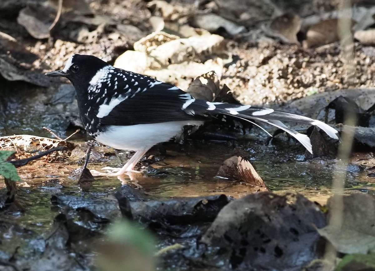 Spotted Forktail - ML513851761